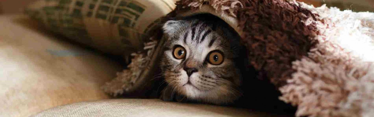 Anastasios Konstantinopoulos: Ευχαριστούμε πολύ!